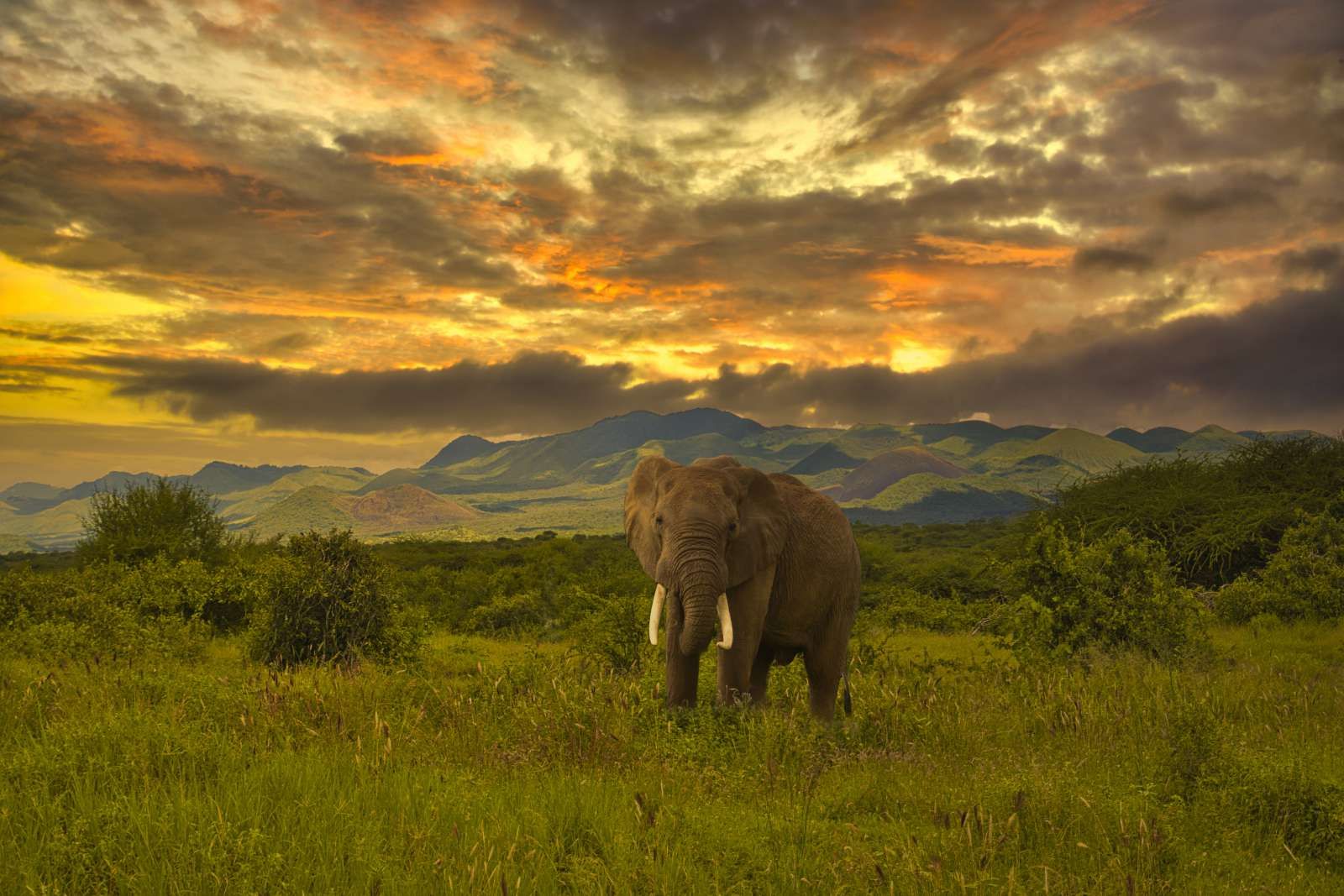 Olifant in Kenia bij zonsondergang