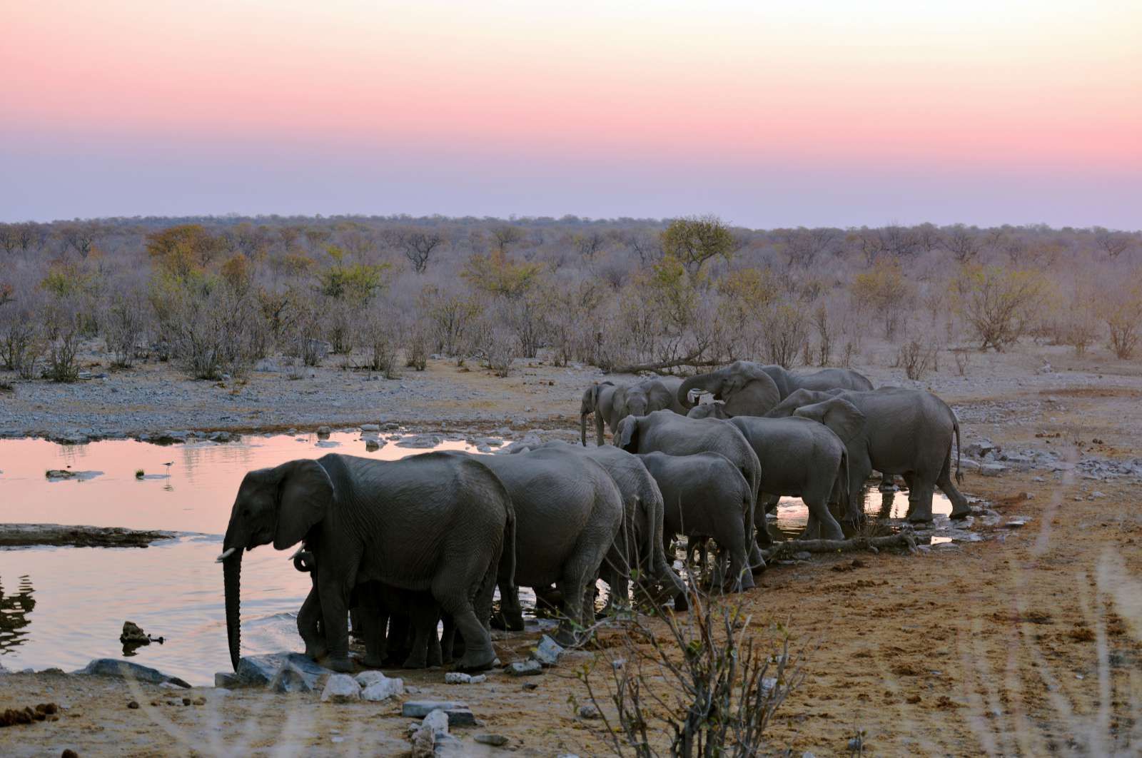 Olifanten langs het water