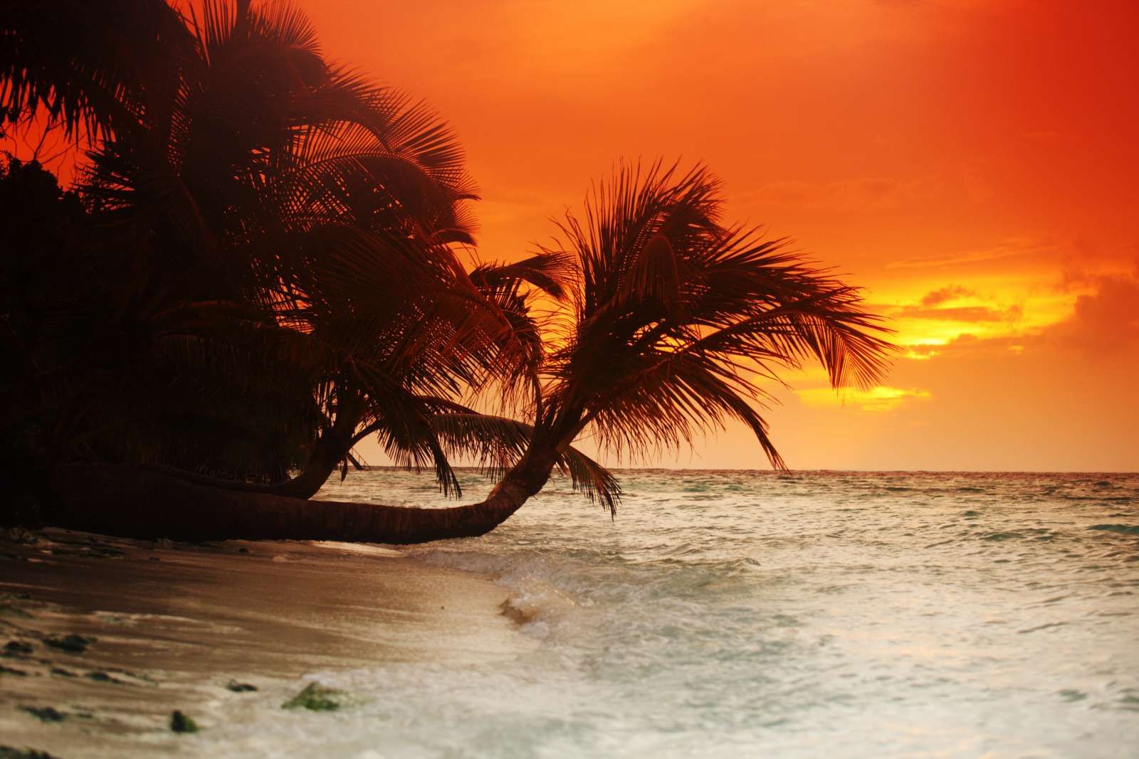 Palmbomen met een rode lucht