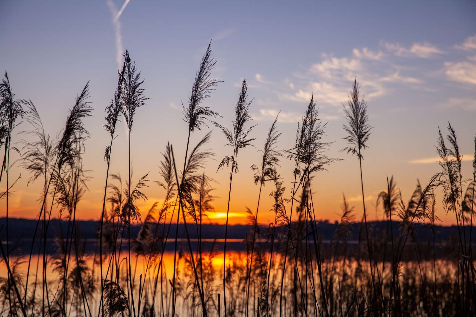 Rivier met riet bij zonsondergang