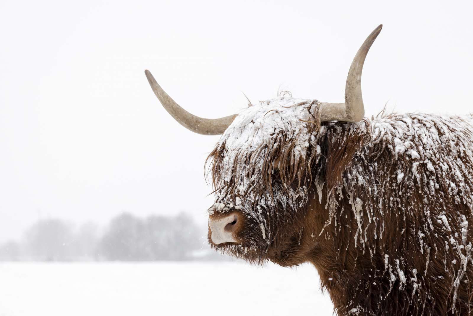 Schotse Hooglander in de sneeuw