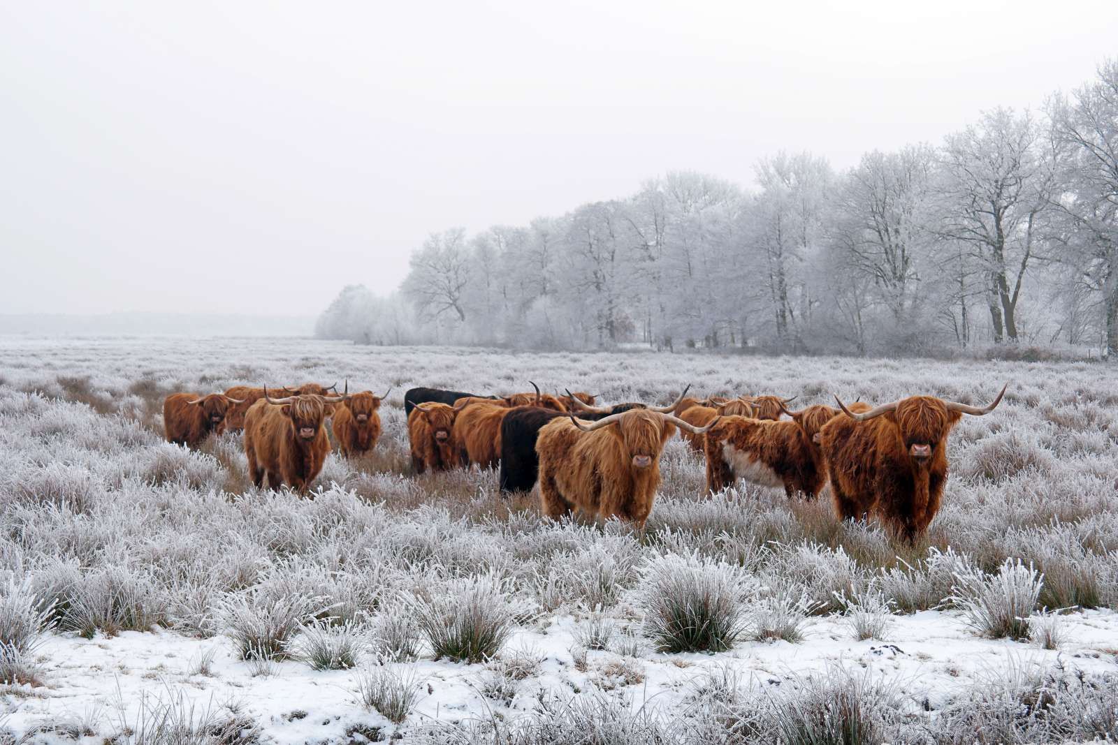 Schotse Hooglanders in een winterlandschap
