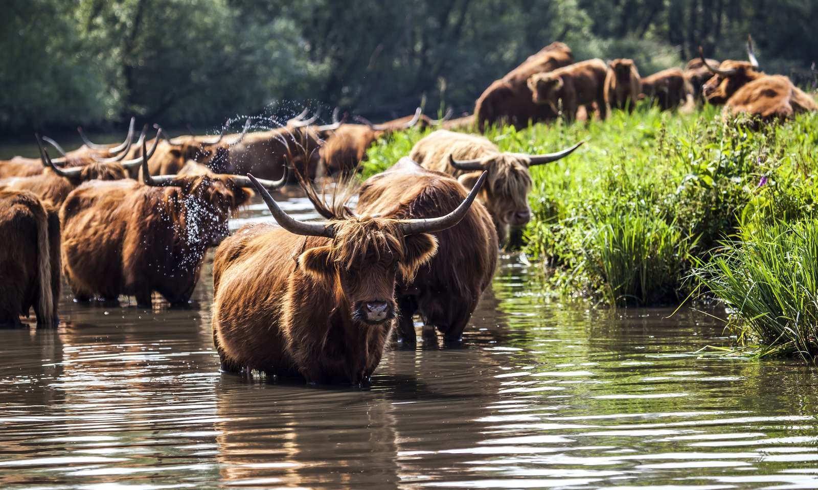 Schotse Hooglanders in het water