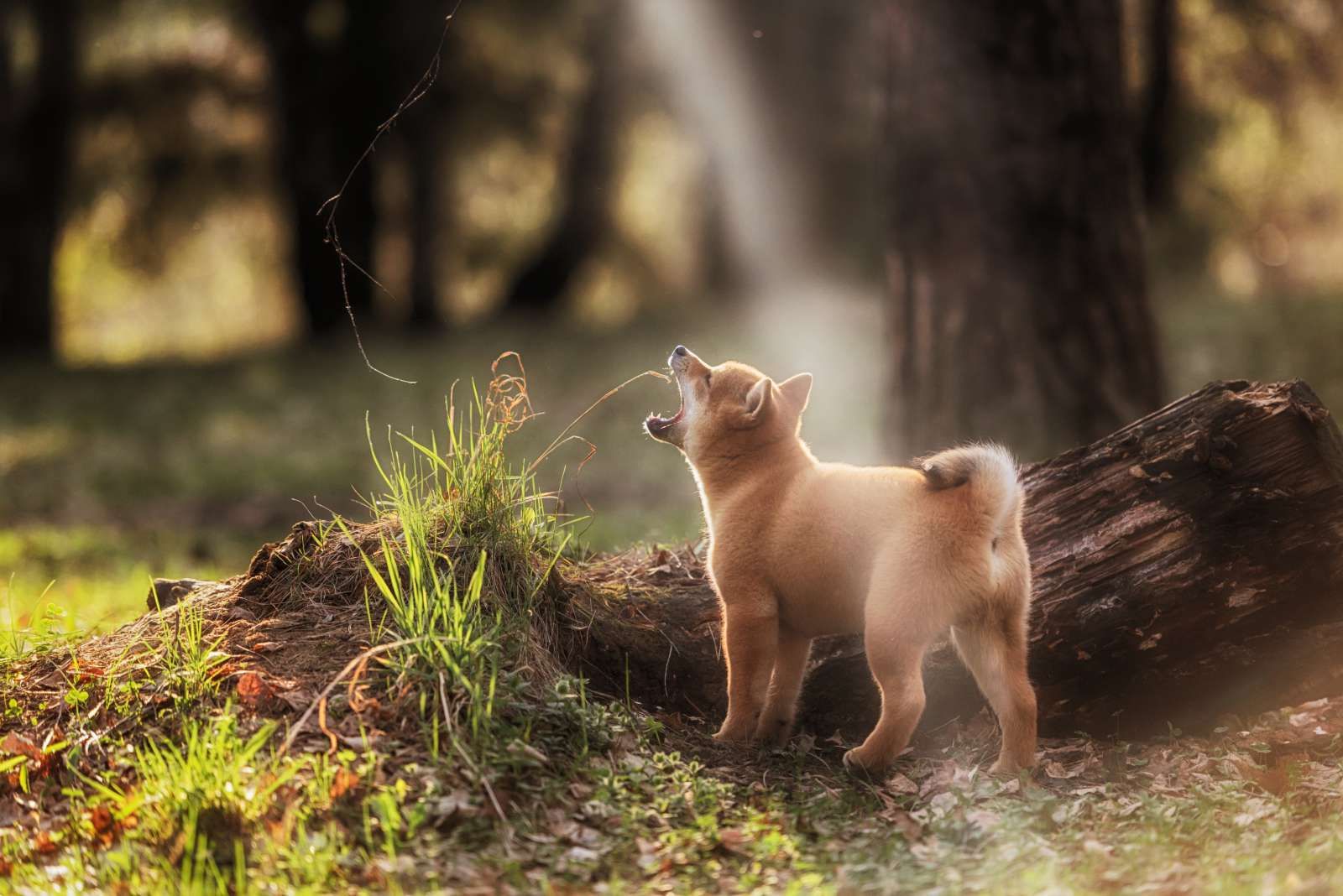 Shiba Inu in het bos