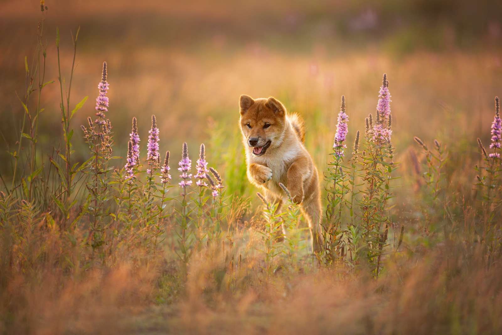Shiba Inu in het veld