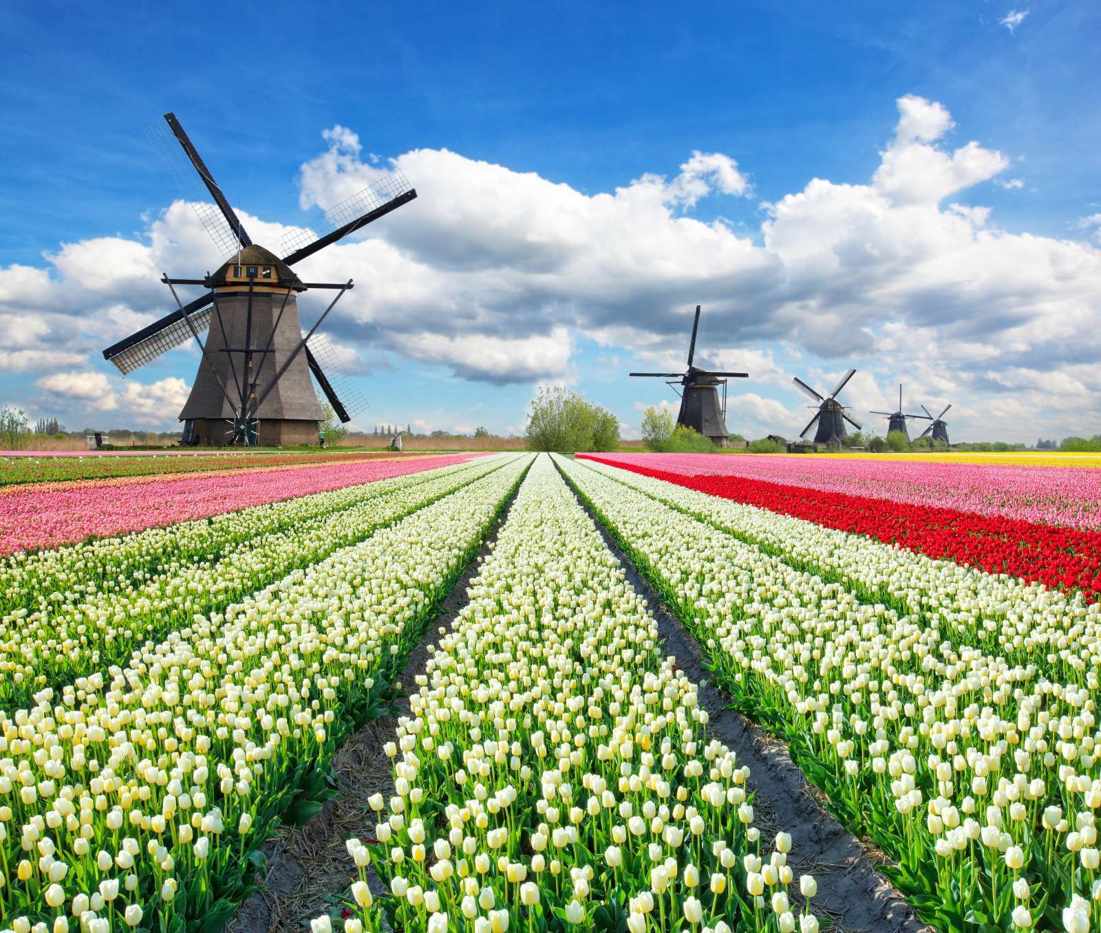 Tulpenveld onder een bewolkte hemel