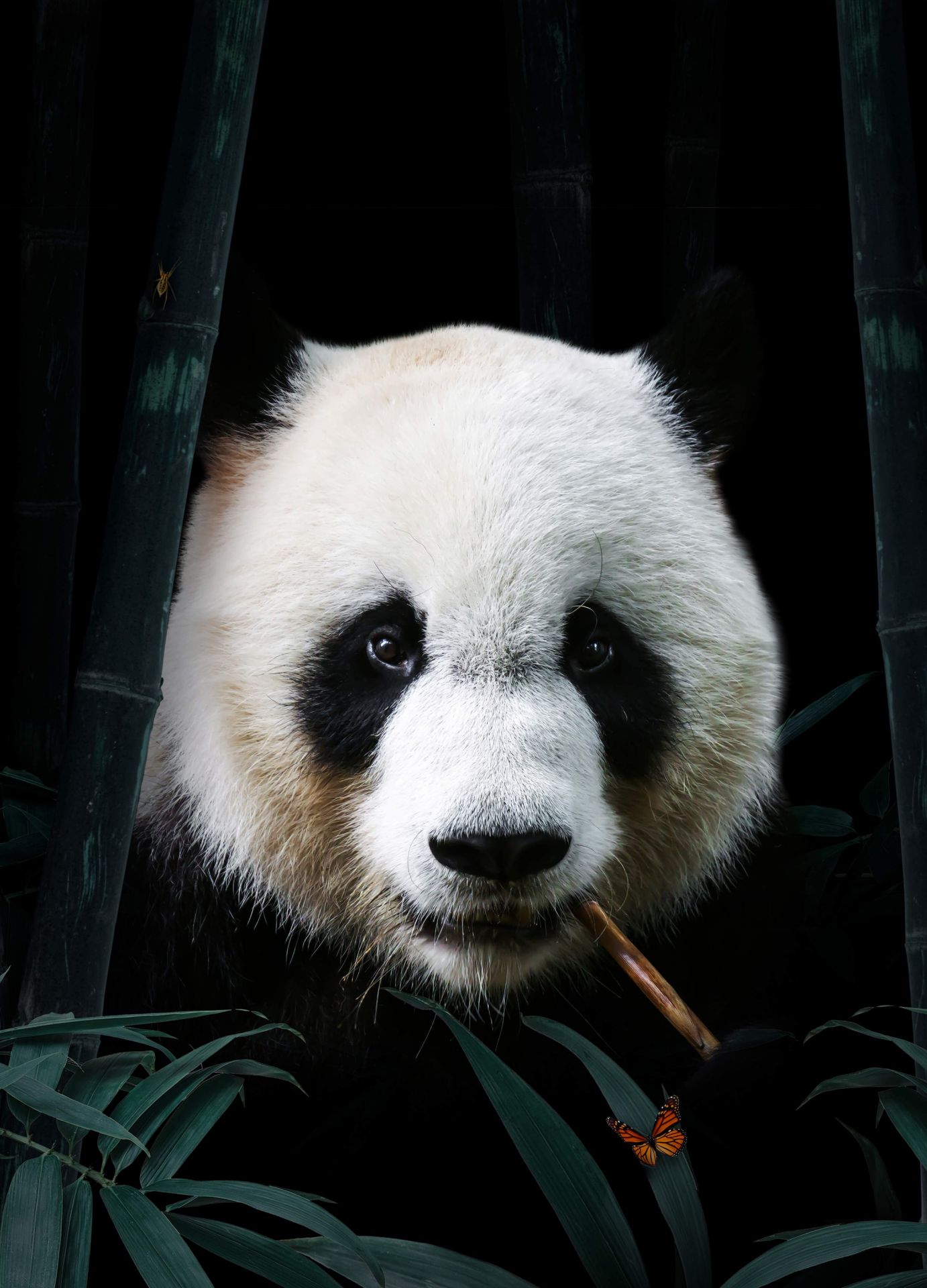 Panda Portret
